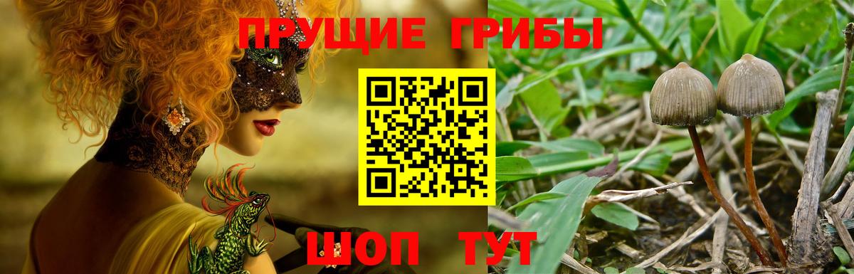 Псилоцибиновые грибы Cubensis  Вход с VPN  Галлюциногенные грибы ЛСД  Каменск-Шахтинский 